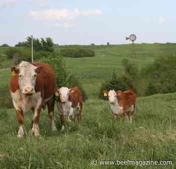 K-State releases nine-part series on Livestock Risk Protection