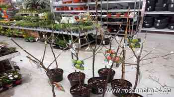 OBI Stephanskirchen spendet neun Bäume