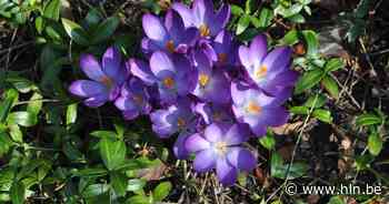 Plantenruilbeurs in Olsene | Zulte | hln.be - Het Laatste Nieuws