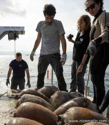 Une épave antique victime d'un important pillage au large de Cannes