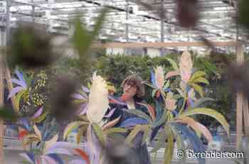 The Bed-Stuy Botanical Painter Creating Cannabis Art - Brooklyn Reader