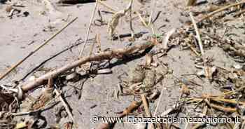 Torre Guaceto liberata dai rifiuti, durante la pulizia spunta un nido di fratino - La Gazzetta del Mezzogiorno