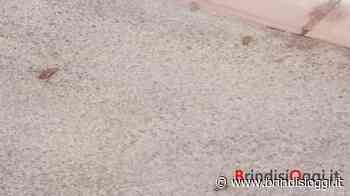 Avviate deblattizzazione e derattizzazione in città - Brindisi Oggi, news Brindisi notizie Brindisi e provincia - BrindisiOggi