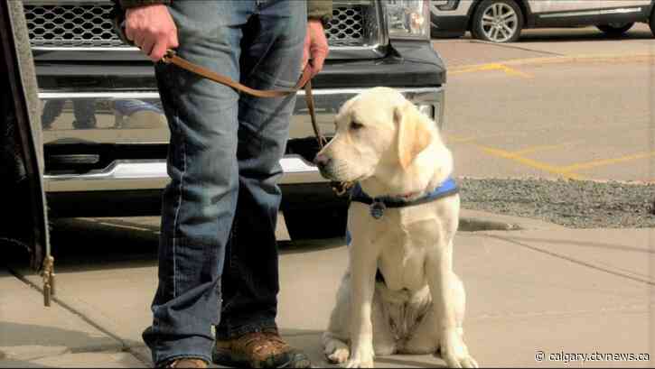 International Guide Dog Day: Airdrie couple discusses raising dogs with difficult jobs