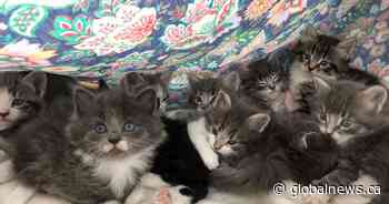 Napanee OSPCA seeks public’s help in naming 13 kittens - Global News
