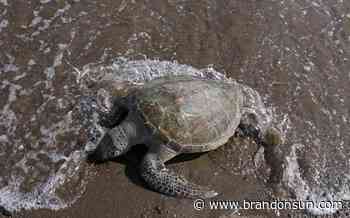 One-fifth of reptiles worldwide face risk of extinction - The Brandon Sun