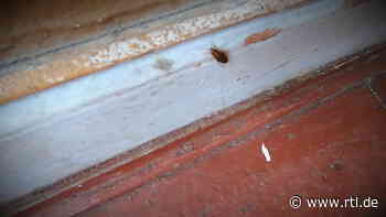 Kakerlaken-Alarm in Essen - RTL Online