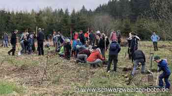 Aktion in Rötenberg - Helfer in Aichhalden pflanzen 500 Bäume in Rekordzeit - Schwarzwälder Bote