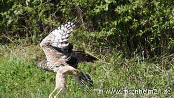 Flügel gebrochen: Rosenheimer päppelt einen der seltensten Greifvögel Deutschlands wieder auf