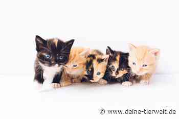 Nach Flucht aus Ukraine: Katze bekommt fünf Babys in Lindau - DeineTierwelt Magazin