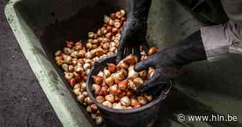 Inwoners Liedekerke en Ternat kunnen samen bloembollen kopen - Het Laatste Nieuws