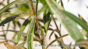 Schildläuse erkennen und loswerden: Wichtige Tipps