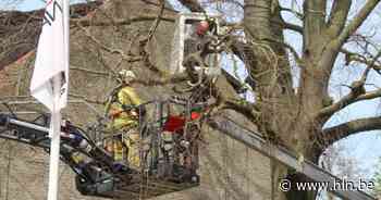 Arbeider met hoogtewerker zit vast in boom, brandweer moet tussenkomen - Het Laatste Nieuws