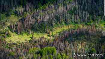 Wildfires in these forests could release a stunning amount of planet-warming gases, scientists say