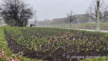 Ottawa weather: Late spring snowfall hits Ottawa region | CTV News - CTV News Ottawa