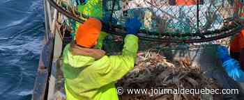 Le marché de Boston boude le crabe des neiges canadien