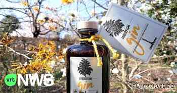 Hamamelis-gin van het Arboretum in Kalmthout krijgt internationale prijs - VRT NWS