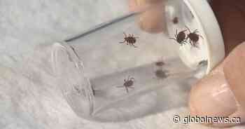 How to protect yourself during tick season in Saskatchewan