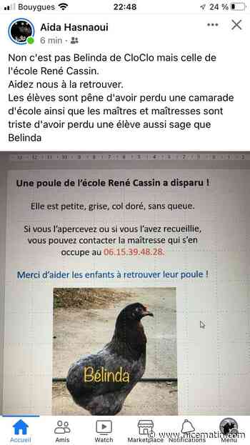 Mobilisation à l’Ariane pour retrouver Belinda la poule d’une école du quartier