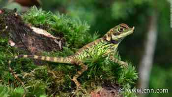 1 in 5 reptile species is under threat of extinction, crocodiles and turtles among them