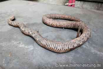 Marl: Stromausfall in Polsum: Schlange bekam Schlag von 10.000 Volt - Marler Zeitung