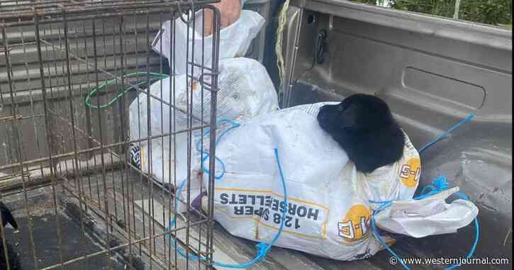 Good Samaritans Find 8 Puppies Tied Up in Bags, Tossed on the Side of the Road Like Trash