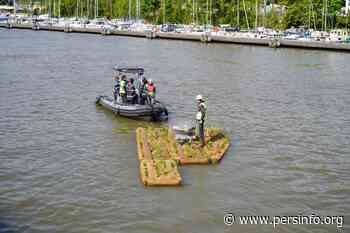 Groene vlotten bevorderen biodiversiteit in de Haven van Brussel - Persinfo.org