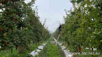 From today, fruit pickers can't earn less than $25.41 an hour and you might see that price in your basket