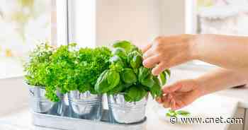 Here's the Best Way to Grow Vegetables Without a Backyard     - CNET