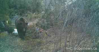 Wildlife biologists, Alberta Parks condemn photographer who disturbed bear den