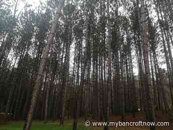 Stewardship Council to fund shoreline restoration with tree sale proceeds - mybancroftnow.com