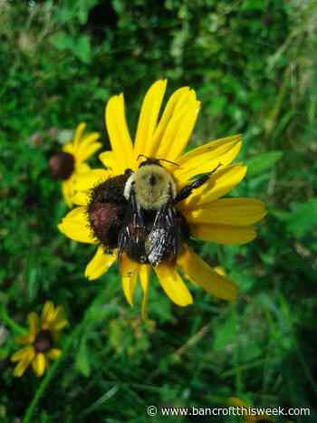 Earth Day, investing in the planet | Bancroft this Week - Bancroft This Week