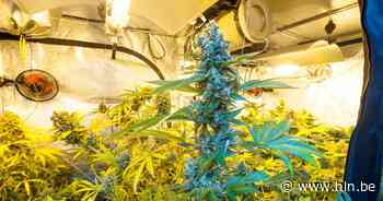 Sluikstort in Dilbeek leidt Brusselse politie naar cannabisplantage in Laken - Het Laatste Nieuws