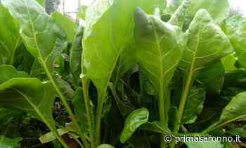 Da venerdì in regalo con La Settimana di Saronno la bieta verde - Prima Saronno