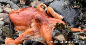 Scots woman makes mad Tesco dash to buy bucket in octopus rescue mission - Daily Record