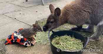 Five Sisters Zoo team introduce baby wallaby Dash - who is fighting back after being abandoned by mum - Daily Record