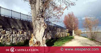 Una subasta vende 39 lotes de madera de chopo en Zamora por más de cinco millones de euros - EL ESPAÑOL