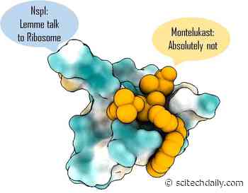 Asthma Drug Montelukast (Singulair) Can Block Crucial COVID Protein, Reducing Viral Replication