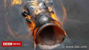 Hemel Hempstead: Koi carp worth £8,000 stolen from garden pond - BBC