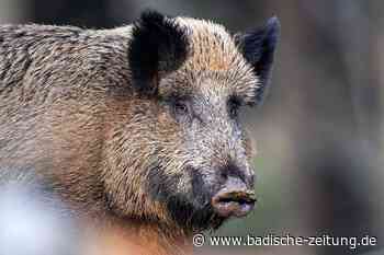 Schlachtabfälle im Breisacher Rheinwald schüren Angst vor Schweinepest - Breisach - Badische Zeitung