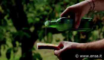 Concorso Turismo dell'Olio, 8 vincitori da Perugia a Matera - Terra & Gusto - Agenzia ANSA