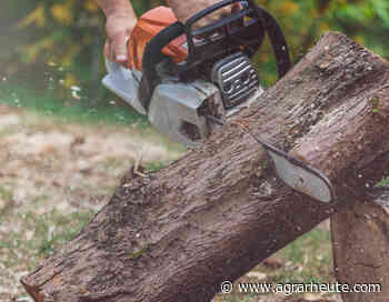 Brennholz: Schlagen im Forst, Spalten, Schlichten und Heizen - agrarheute.com