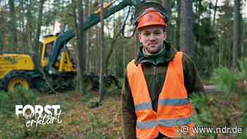 Forst erklärt: YouTuber streamen aus dem Wald - NDR.de