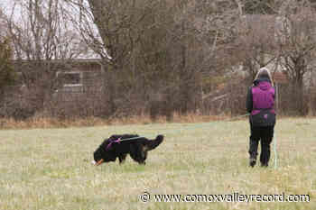 Comox Valley dog training club celebrates golden anniversary - Comox Valley Record