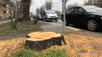 Jenas Grüne wollen öffentliche Bekanntmachung von Baumfällungen - Ostthüringer Zeitung