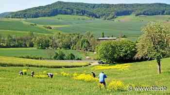 Im Mai wird im Holzland der Zackenschote zu Leibe gerückt - Thüringische Landeszeitung