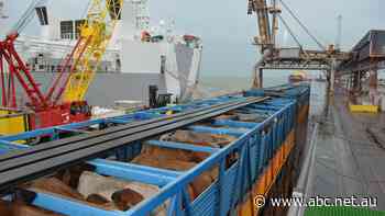 Live cattle exports to Vietnam expected to be slow this year