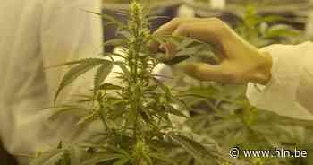 Ook in beroep zware straffen voor cannabistelers? - Het Laatste Nieuws