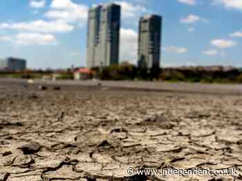 World must ‘urgently rethink global food systems’ as 40% of land degraded, UN warns - The Independent