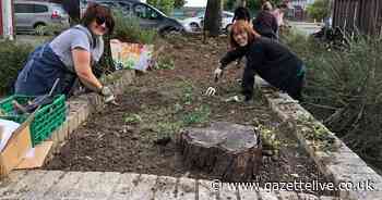 Needles and cans replaced with food in string of rejuvenated mini-gardens across Stockton - Teesside Live